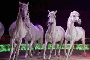 cavalos de circo em fundo preto foto