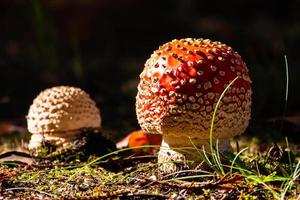 dois cogumelos vermelhos foto