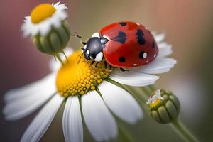 foto vermelho joaninha em camomila flor, joaninha rasteja em haste do plantar dentro Primavera dentro jardim dentro verão, fotografia