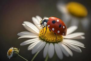 foto vermelho joaninha em camomila flor, joaninha rasteja em haste do plantar dentro Primavera dentro jardim dentro verão, fotografia