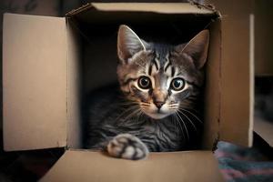 retrato fofa cinzento malhado gato dentro cartão caixa em chão às casa fotografia foto