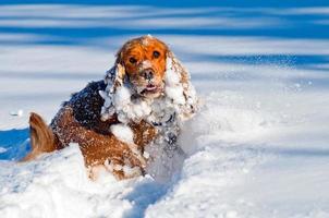 Cocker spaniel cachorro em a neve foto