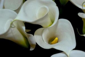 calla lírio detalhe foto