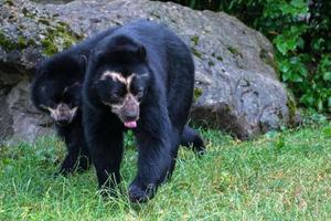 retrato de urso de óculos enquanto olhava para você foto