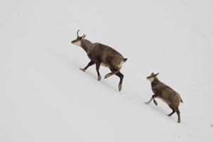 veado camurça pai e filho no fundo da neve foto