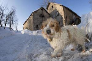 uma cachorro olhando às você em a neve e pedra casa fundo foto