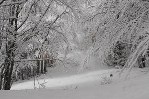 galhos de árvores cobertos de neve no inverno foto