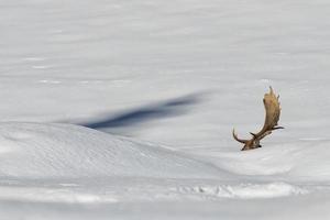 veado no fundo de neve foto