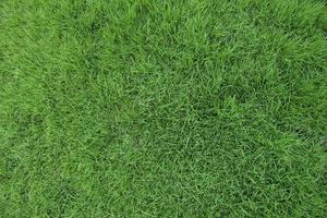 fundo de superfície de grama verde foto