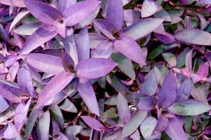 padrão de folhas violetas, folha tradescantia pallida ou planta rainha roxa ou coração roxo no jardim foto