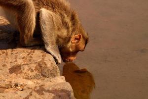 macaco é bebendo água dentro a lago. foto