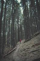 fêmea viajante em pé em declive dentro floresta panorama foto