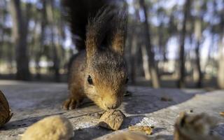 esquilo comendo na floresta foto