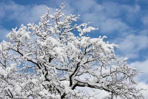 galhos de árvores cobertos de neve no inverno foto