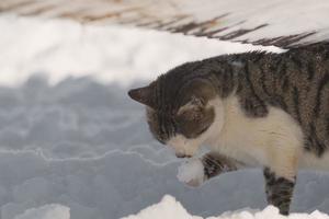 uma amarelo olhos gato dentro a neve foto