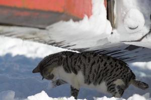 uma amarelo olhos gato dentro a neve foto