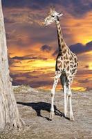 girafa isolada fecha o retrato enquanto come foto