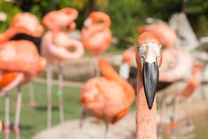 flamingo rosa fechar retrato foto