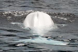 retrato de golfinho branco de baleia beluga foto