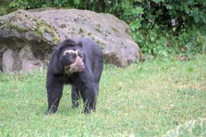 retrato de urso de óculos enquanto olhava para você foto