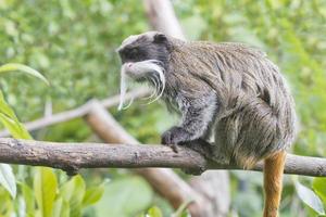 macaco mico imperador foto