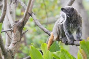 macaco mico imperador foto