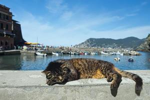 gato enquanto descansa no porto de vernazza foto