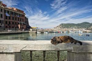 gato enquanto descansa no porto de vernazza foto