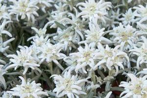 alpino Estrela flor fechar acima detalhe foto