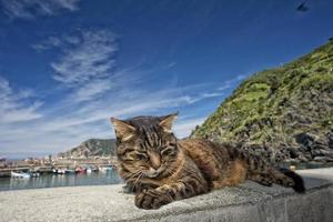 gato enquanto descansa no porto de vernazza foto