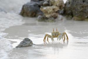 caranguejo na areia ao pôr do sol foto