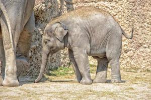 retrato de elefante bebê close-up foto