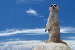 meerkat isolado olhando para você foto