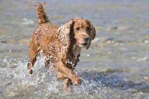 isolado cocker spaniel inglês enquanto jogava no rio foto