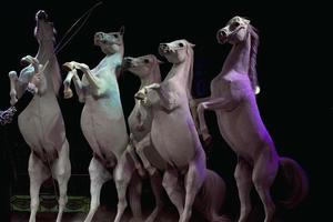 cavalos brancos de circo desenfreado foto