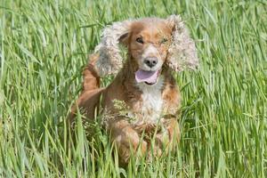 isolado Inglês Cocker spaniel enquanto pulando em verde Relva foto