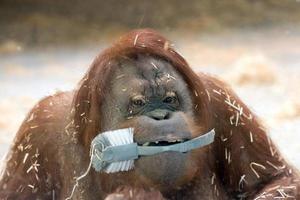 macaco orangotango fechar retrato foto