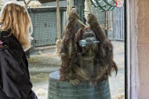 macaco orangotango fechar retrato no zoológico foto