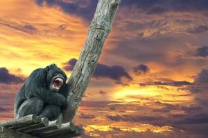 macaco chimpanzé enquanto boceja foto