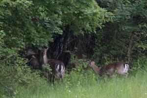 gamos buck corça e fulvo no fundo da floresta verde foto