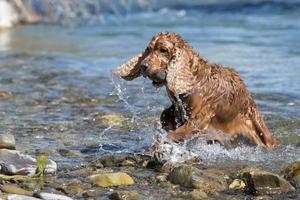 isolado cocker spaniel inglês enquanto jogava no rio foto