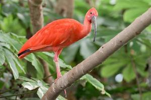 vermelho íbis pássaro retrato em tropical chuva floresta fundo foto