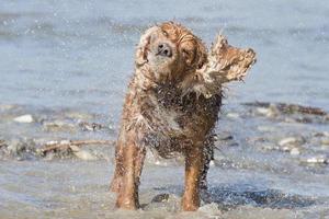 isolado cocker spaniel inglês enquanto jogava no rio foto