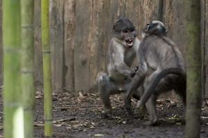 macaco cercocebus atys foto