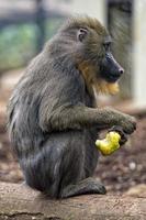 retrato de macaco mandril isolado foto