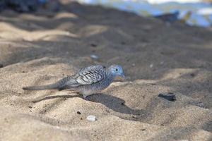 chinês visto pomba pássaro em havaiano de praia foto