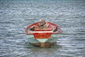 pássaros em uma barco foto