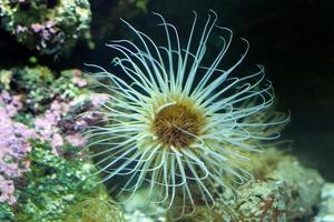 ceriantus embaixo da agua mar amarelo flor foto