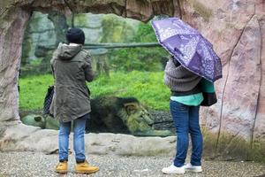 leão asiático masculino enquanto olha para você no zoológico foto