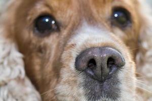 isolado Inglês Cocker spaniel nariz detalhe retrato foto